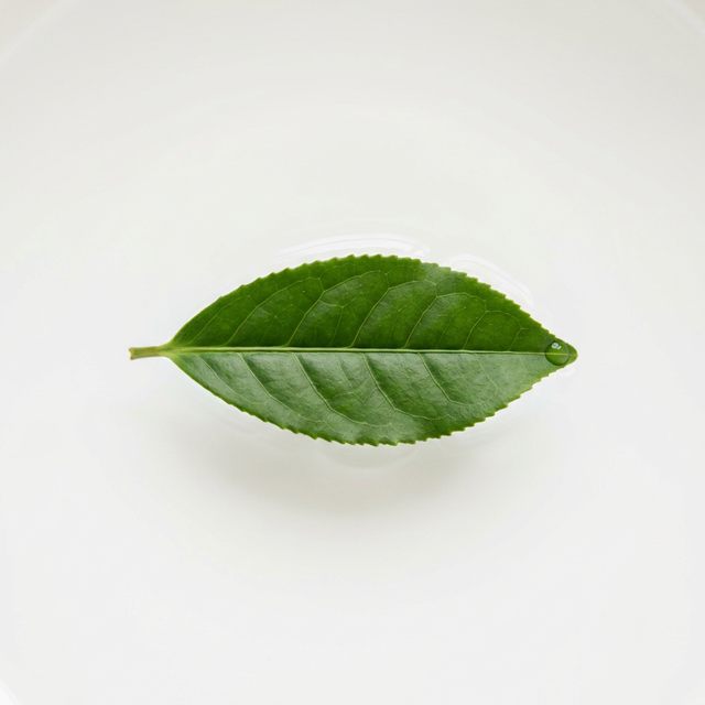 Leaf